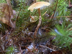 Cystoderma amianthinum rugosoreticulatum