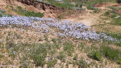 Leucocoryne coquimbensis