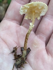 Cystoderma amianthinum rugosoreticulatum