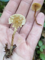 Cystoderma amianthinum rugosoreticulatum