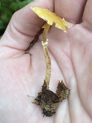 Cystoderma amianthinum rugosoreticulatum