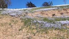 Leucocoryne coquimbensis