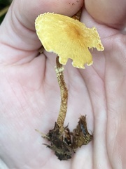 Cystoderma amianthinum rugosoreticulatum
