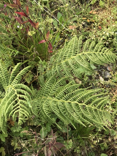 Athyrium filix-femina