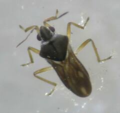 Microvelia