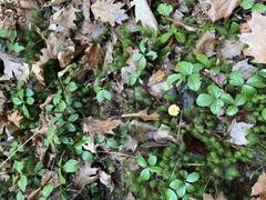 Cystoderma amianthinum rugosoreticulatum