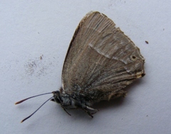 Favonius quercus