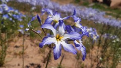 Leucocoryne coquimbensis