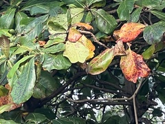 Terminalia