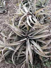 Tillandsia incarnata