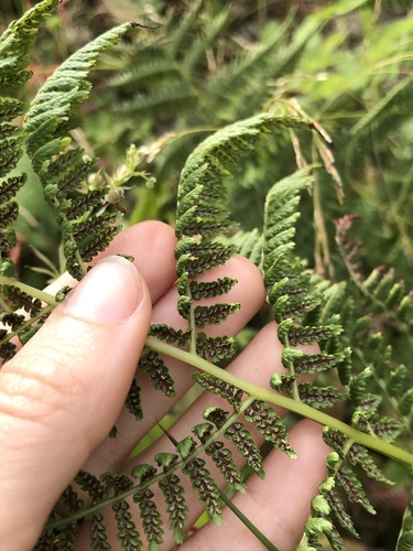 Athyrium filix-femina