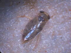 Nepomorpha