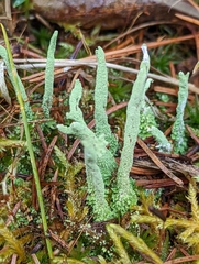 Cladonia scabriuscula