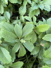 Pachysandra terminalis