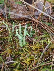 Cladonia scabriuscula