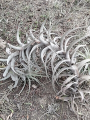 Tillandsia incarnata