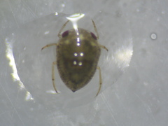Helotrephidae