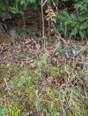Cladonia scabriuscula