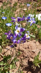 Leucocoryne coquimbensis