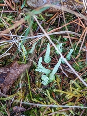 Cladonia scabriuscula