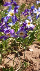 Leucocoryne coquimbensis