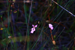Stylidium androsaceum