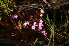 Stylidium longitubum