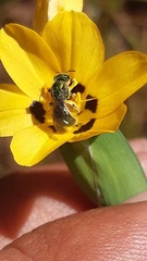 Caenohalictus