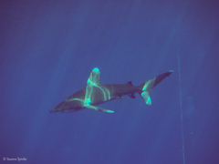 Carcharhinus longimanus
