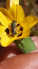 Caenohalictus