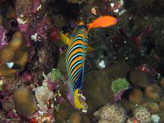 Pygoplites diacanthus