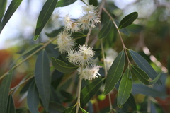 Blepharocalyx salicifolius