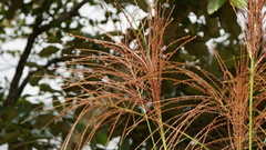 Miscanthus floridulus