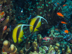 Heniochus intermedius