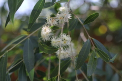 Blepharocalyx salicifolius