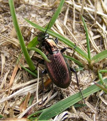 Poecilus lepidus