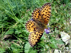 Boloria titania