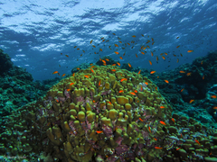 Pseudanthias squamipinnis
