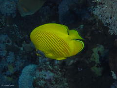 Chaetodon semilarvatus