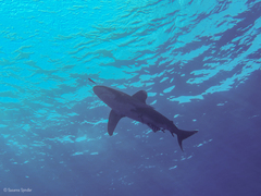 Carcharhinus longimanus