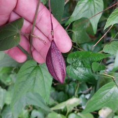 Passiflora capsularis