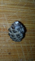 Tenguella marginalba