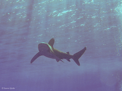 Carcharhinus longimanus