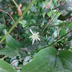 Passiflora capsularis