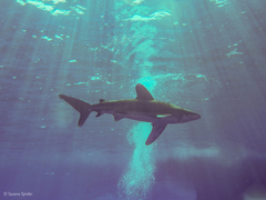 Carcharhinus longimanus