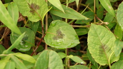 Persicaria chinensis