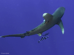 Carcharhinus longimanus