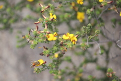 Pultenaea densifolia