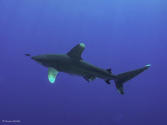 Carcharhinus longimanus