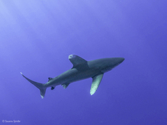 Carcharhinus longimanus